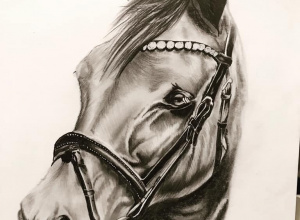Konkurs „Razem ratujemy konie” Fundacja Honor Pomagania Dzieciom